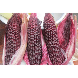 20H - hạt giống bắp ngô tím