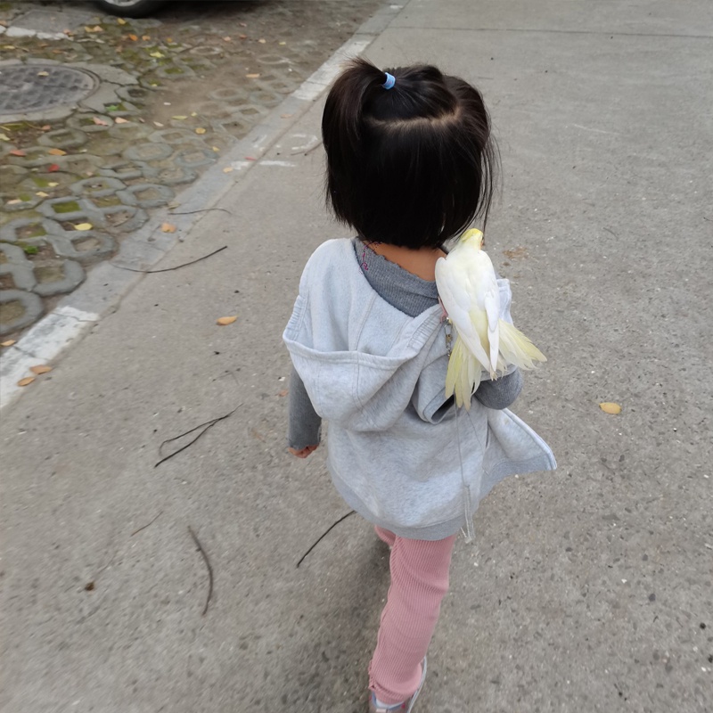 Tặng vòng chân vẹt 6mm, 3 mét đay xích huấn luyện bây cho chim ở ngoài trời, dây tập bây chim vẹt