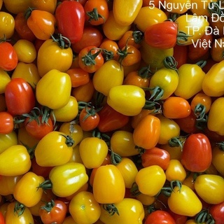 Cà chua ĐÀ LẠT - Cà chua cherry - Cà chua sữa - Cà chua socola