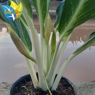 Cây giữ tiền lá to|| cây phong thủy || cây to giá sỉ