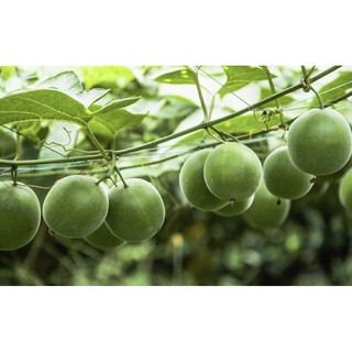 cây giống la hán quả