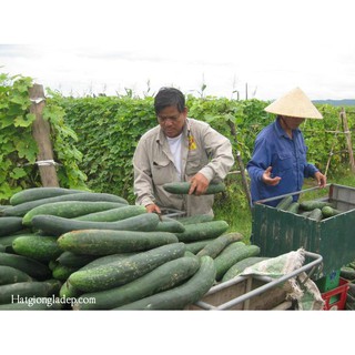 Hạt Giống Bí Sặt ( Bí Đao )