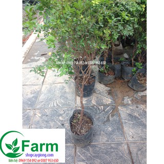 cây nho thân gỗ loại 60-70cm
