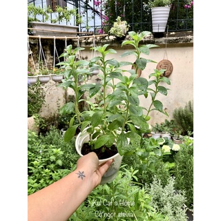 Nội thành HN - Cây cỏ ngọt stevia hãm trà thay đường