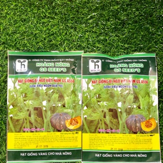 2 GÓI HẠT GIỐNG BÍ NGÔ VIỆT NAM GS A556 SIÊU NGỌN QUẢ TO 50gr