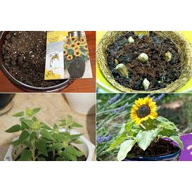 Gói 50 hạt) Hạt Giống Hoa Hướng Dương Lùn F1(Rất rễ trồng &amp; Hoa nở đẹp-Tổng kho hạt giống giá rẻ