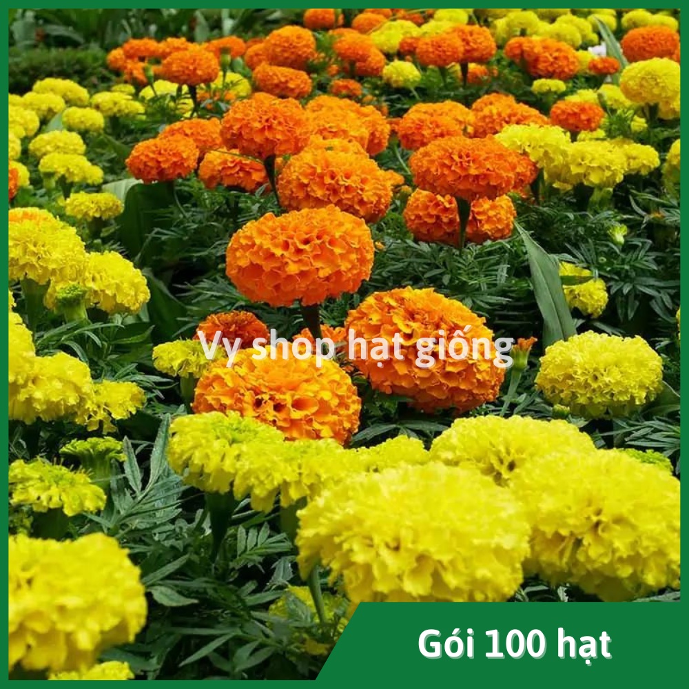 100 hạt giống cúc vạn thọ mỹ
