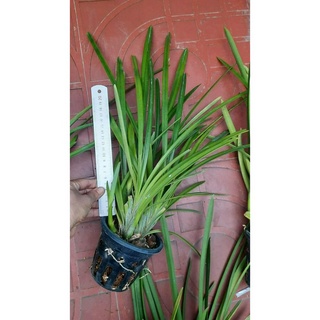 HOA LAN KIẾM TRẮNG YÊN BÁI