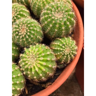 XƯƠNG RỒNG ECHINOSPI