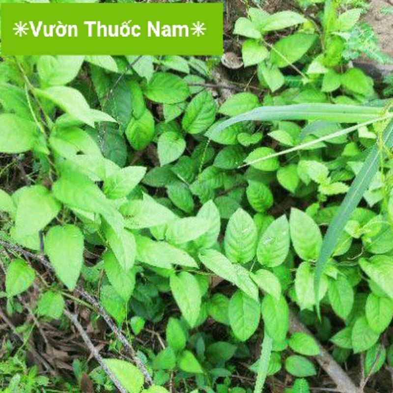 Lá mơ trơn lá mơ rừng ( cắt cả dây )   dùng làm bánh rau mơ làm bánh