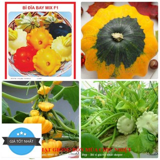 Hạt Giống Bí Đĩa Bay - 10 Hạt