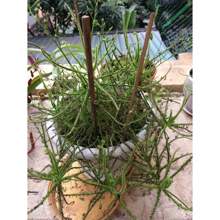 Hạt cây bắt mồi Drosera Indica Green