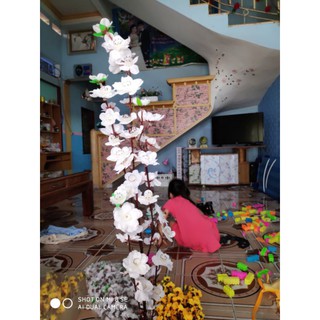 Hoa anh đào 5 nhánh