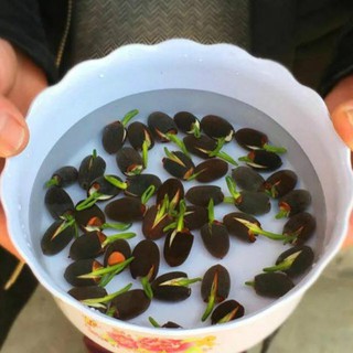 Hạt Giống Sen Nhật mini nhiều màu ( gói 10 hạt)