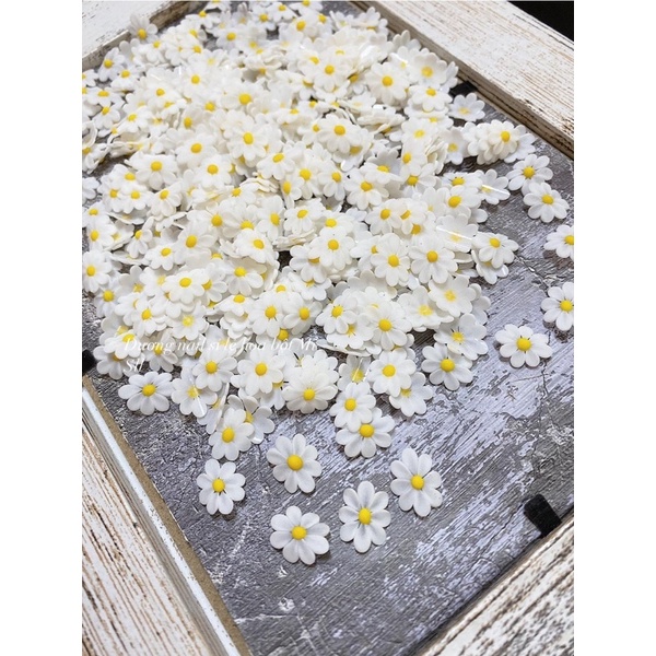 Hoa bột cúc hoạ mi(giá 1 bông)