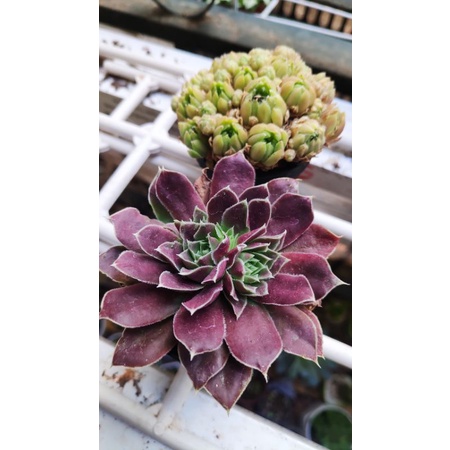 Combo 3 cây sen đá ngẫu nhiên