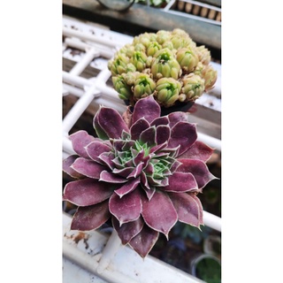 Combo 3 cây sen đá ngẫu nhiên