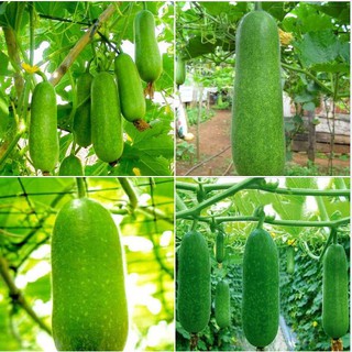 Hạt giống bí đao xanh lai F1