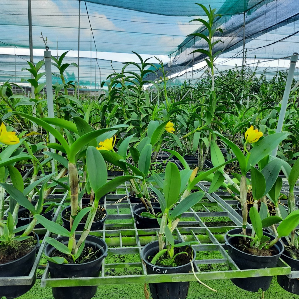 Hoa Lan Cattleya Tú Cầu Vàng