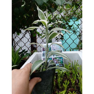 Chậu phát tài mỹ
