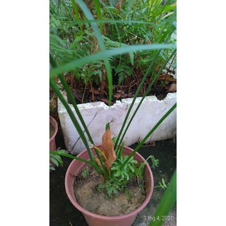 Cây thủy trúc - Cây thủy sinh (1 cây con cao khoảng 20 - 30 cm)