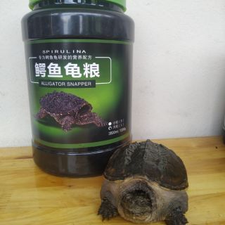 Thức ăn chuyên dụng cho rùa common ( túi 100g)