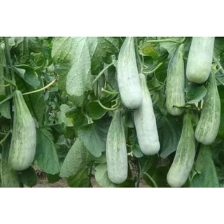 Hạt giống dưa chuối thơm