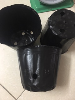 1kg bầu ươm cây size nhỡ