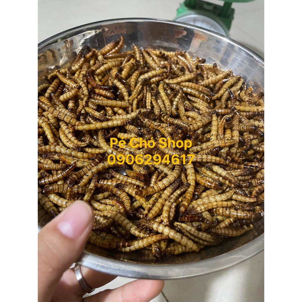 100gram Sâu Supper Worm rang khô tại shop béo thơm cho hamster,nhím,sugar,sóc,rat.