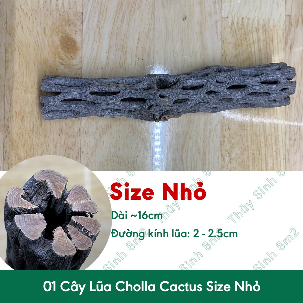 Lũa Cholla Cactus Lớn Trung Nhỏ - Đồ Chơi Cho Tép Cảnh Thủy Sinh - 8m2