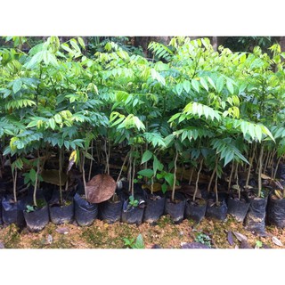 BẦU CÂY GIỐNG CÂY SƯA ĐỎ + Tặng 01 cây dâu da đất( bòn bon)