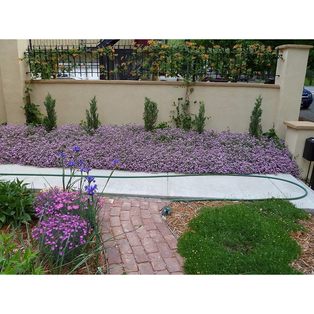 HẠT GIỐNG CÂY LEO ĐÁ LÂU NĂM Pink ROCK SOAPWORT Hạt giống hoa Saponaria Ocymoides, Lớp phủ bề mặt lớn (1000)