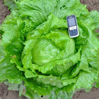 Hạt giống Xà Lách Mỹ Iceberg SIÊU GIÒN NGỌT_Rau Diếp Bắp Salad nhập khẩu Đài Loan