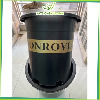 SET 03 Chậu Monro 7GL Việt Nam màu đen/xanh