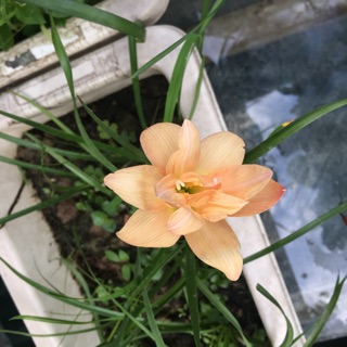 Huệ mưa Paradee kép teen