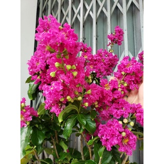 bằng lăng thái siêu bông cây lớn