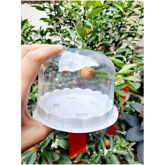 100c Hộp H15 bầu đựng bánh bao đào tiên, xôi khuôn cúng thôi nôi