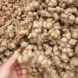 Địa Liền 1kg tươi