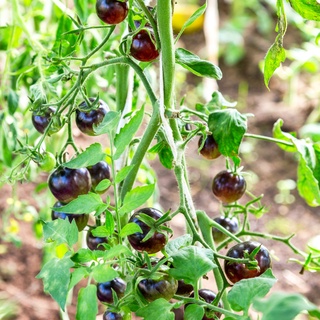 Hạt giống cà chua đen - cà chua cherry
