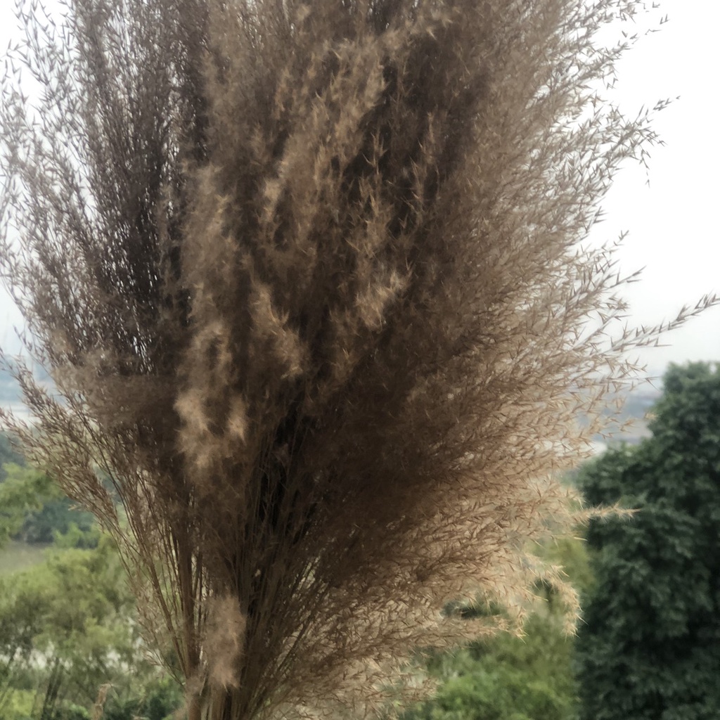 combo 5 bông lau sậy decor trang trí cực đẹp