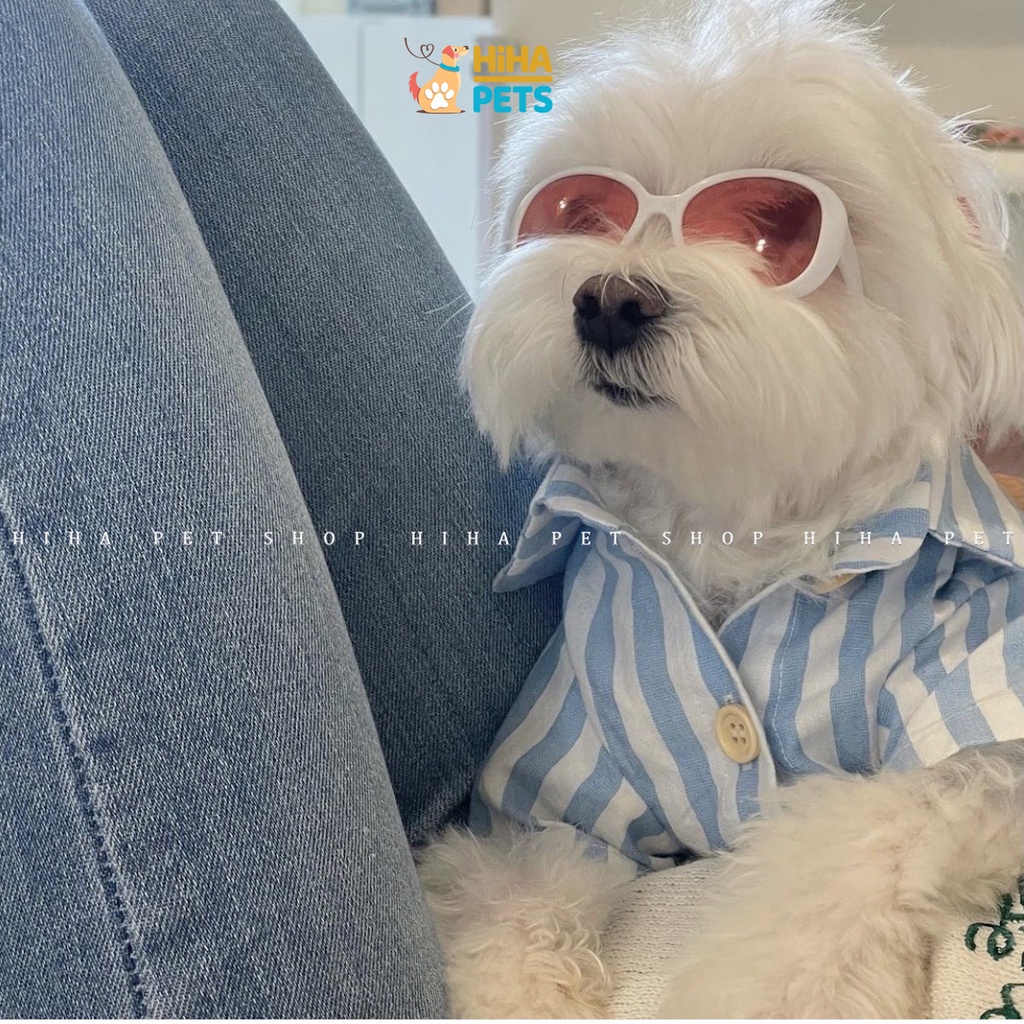 Mắt Kính Cho Chó Mèo Đi Bơi Phụ Kiện Kính Thời Trang Cho Thú Cưng Chụp Ảnh Dễ Thương Sành Điệu Hihapet.