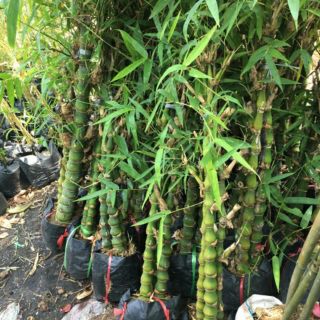 Cây trúc phật bà