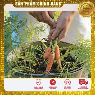 Hạt Giống Cà Rốt Mini Hạt giống cà rốt tí hon