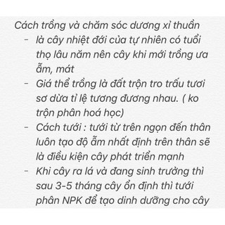 DƯƠNG XỈ CỔ ĐẠI