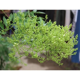 Cây Giống Hòe Nếp Cao Sản