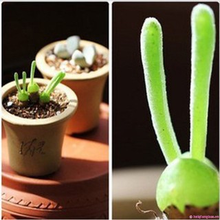 HẠT GIỐNG CÂY TAI THỎ