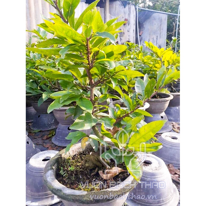 Cây mai vàng loài để bàn ngày Tết 2023 SIÊU HOT