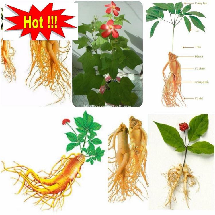 Hạt giống Nhân sâm Hàn quốc (10 hạt)