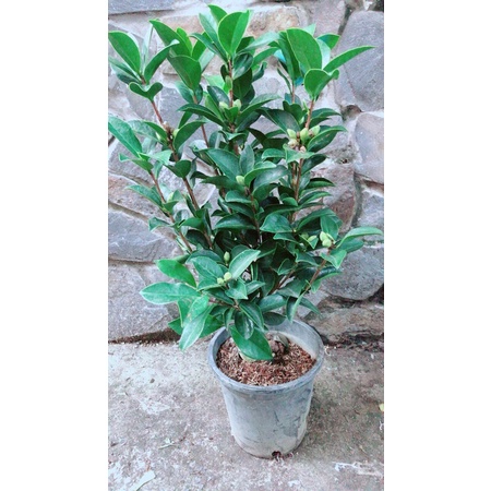 Cây Trà My Hàng Hoa Đẹp