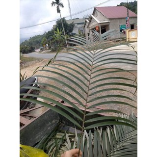 Lá mây cắm hoa , trang trí decor